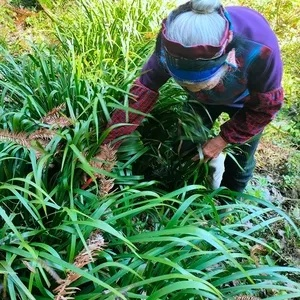 (如何在家中种植贵州香草三奈果)如何在家中种植贵州香草三奈？